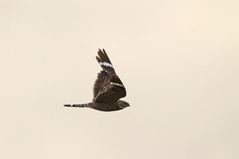 Lesser Nighthawk