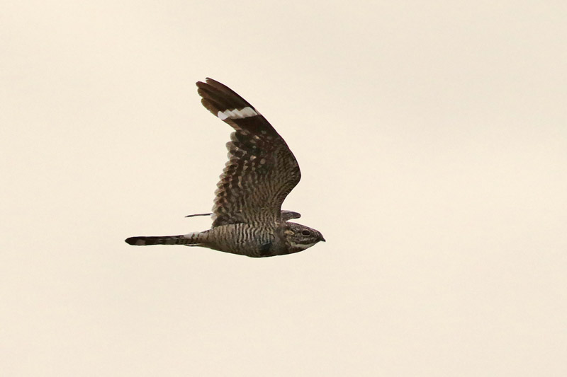 Lesser Nighthawk