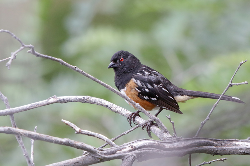 Spotted Towhee