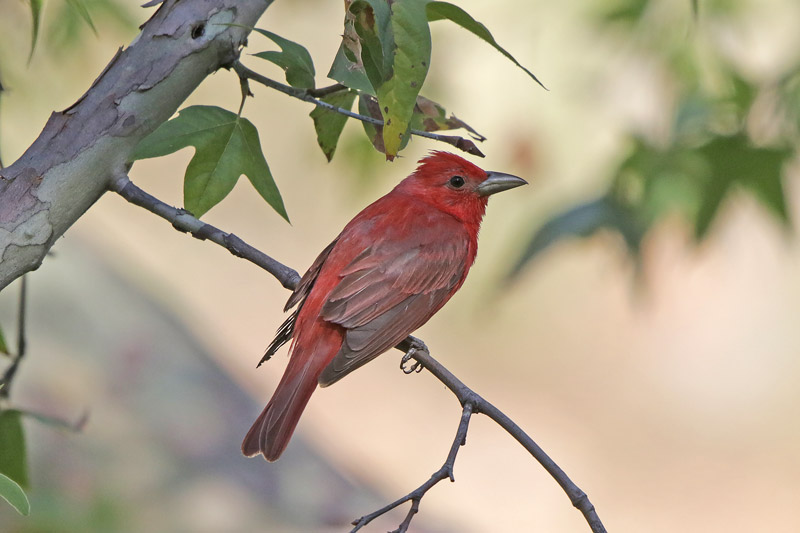 Summer Tanager