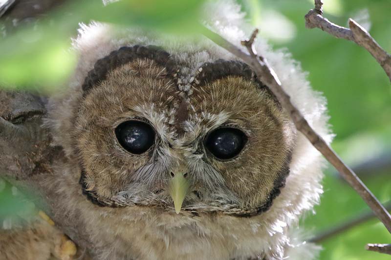 Spotted Owl