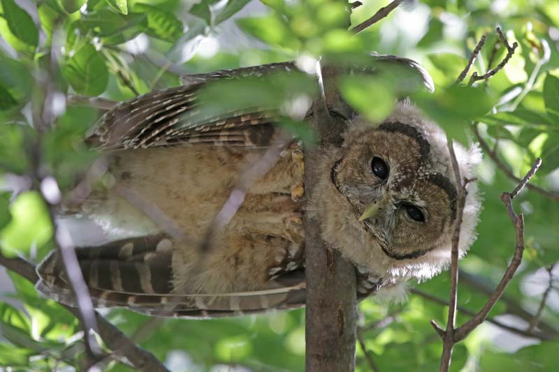 Spotted Owl 