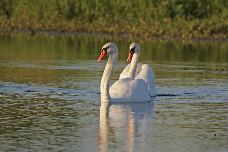 Mute Swan