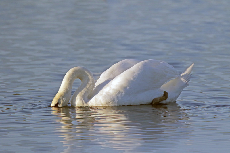 Mute Swan