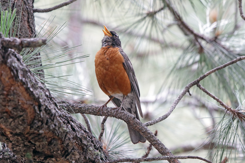 American Robin