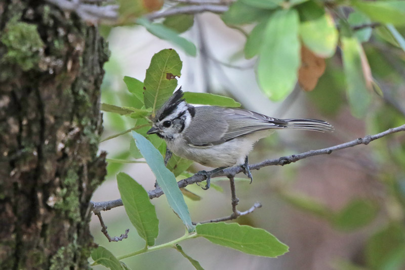 Bridled Titmouse