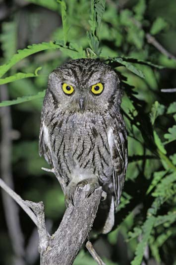 Western Screech-Owl