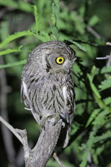 Western Screech-Owl