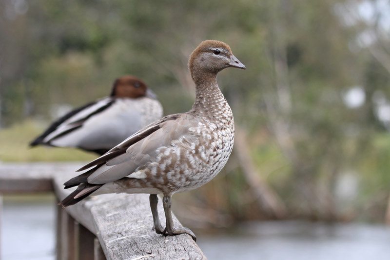 Australian-wood Duck