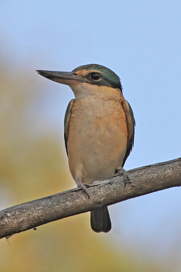 Scared Kingfisher