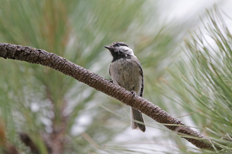Mountain Chickadee