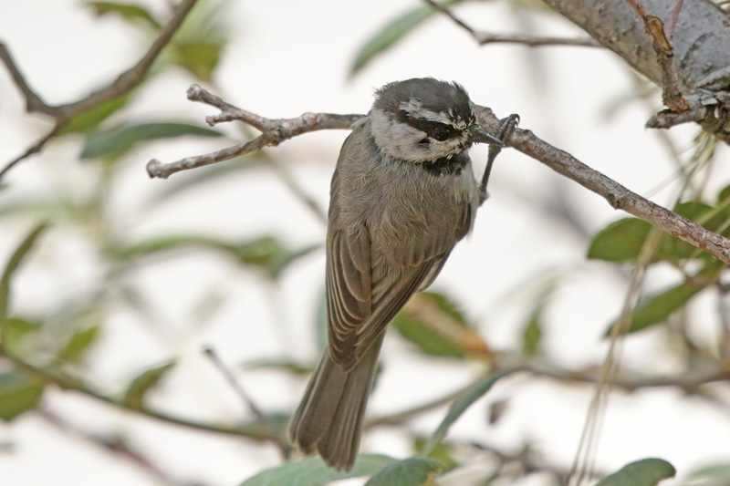 Mountain Chickadee