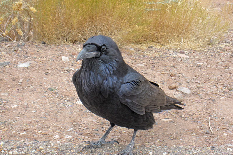 Common Raven