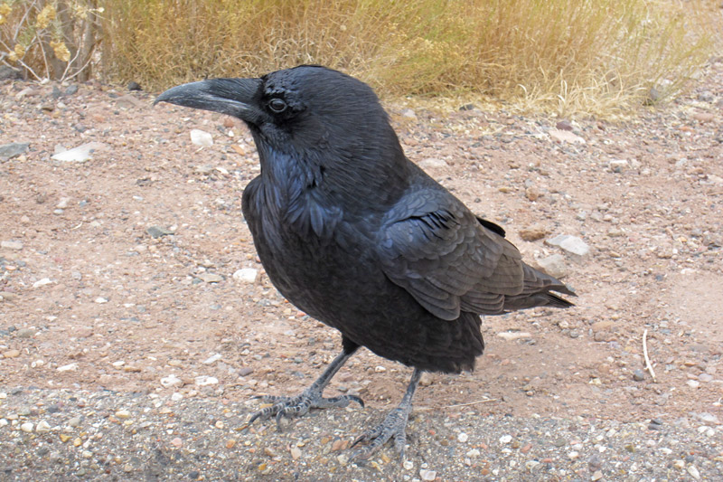 Common Raven