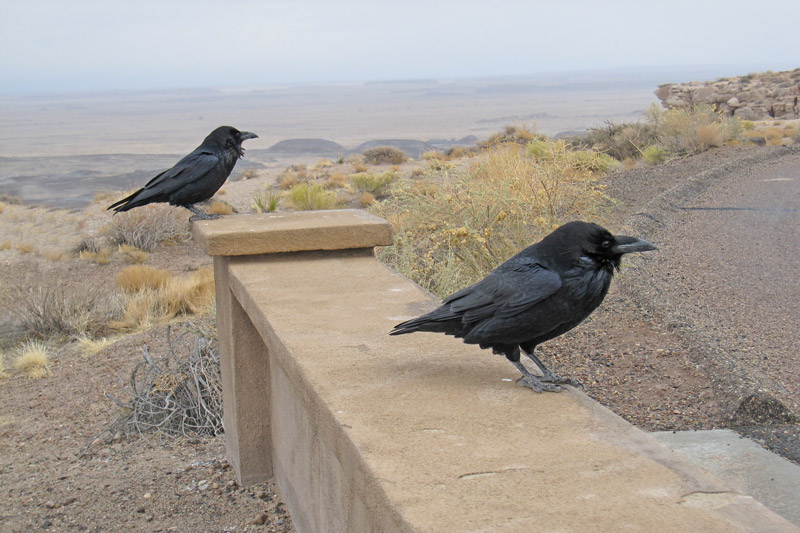 Common Raven