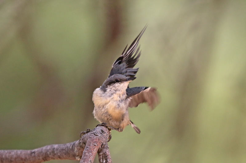 Pygmy Nuthatch