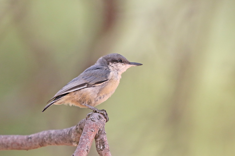 Pygmy Nuthatch