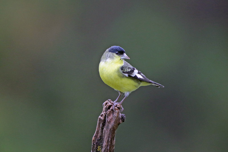 Lesser Goldfinch