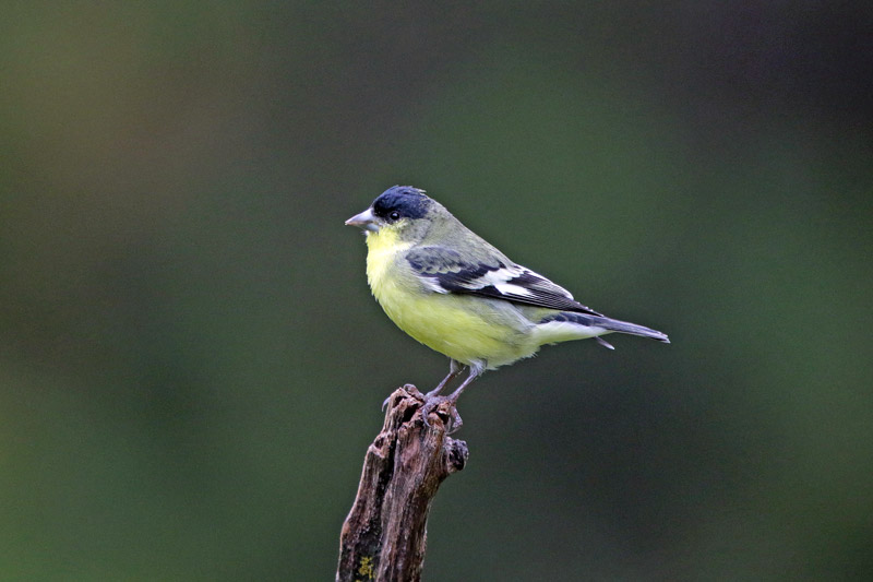 Lesser Goldfinch