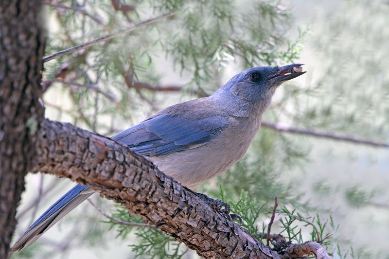 Mexican Jay