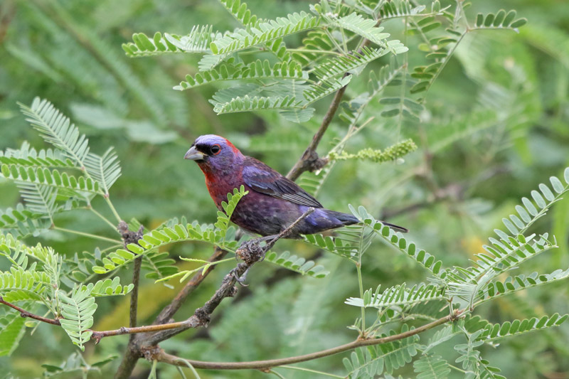 Varied Bunting