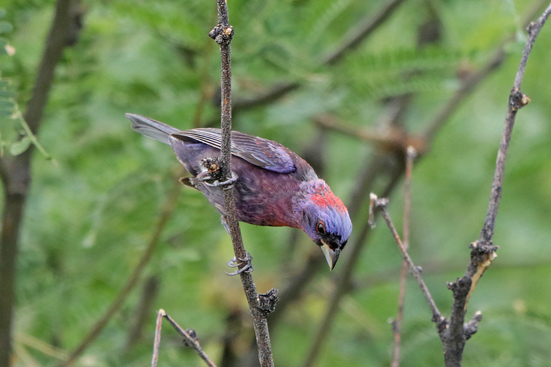 Varied Bunting