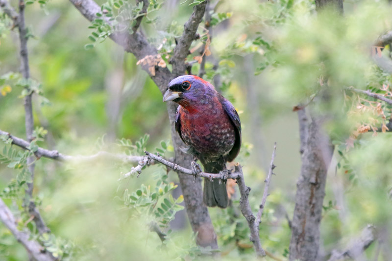Varied Bunting