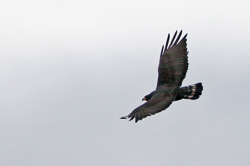 Zone-tailed Hawk