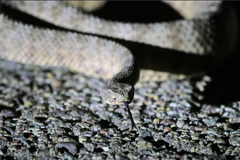 Tiger Rattlesnake