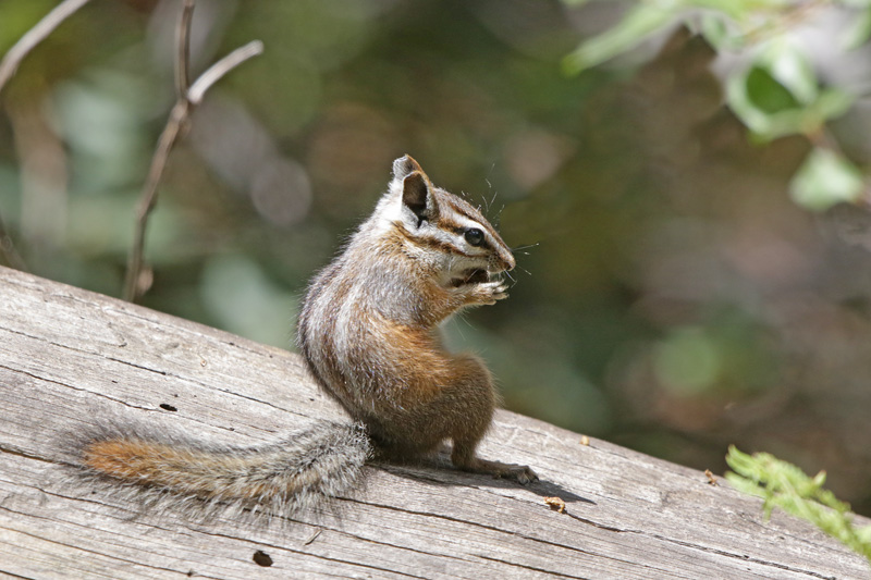 Western Chipmunk