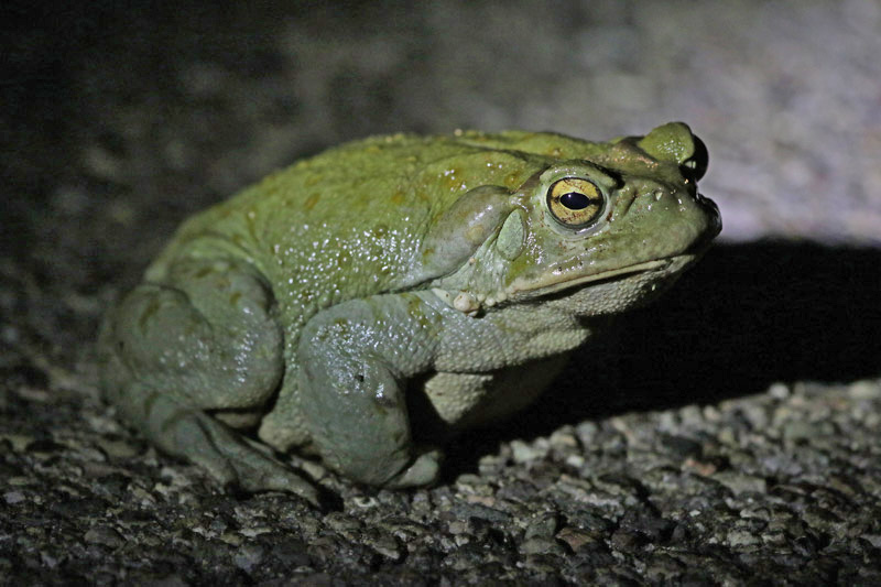 Arizona Toad