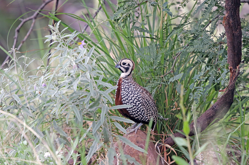 Montezuma Quail