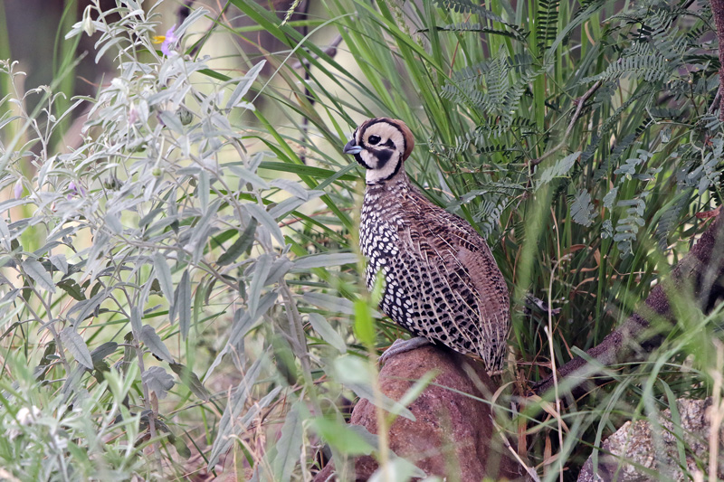 Montezuma Quail