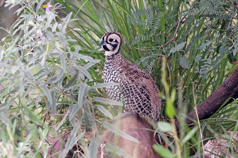 Montezuma Quail