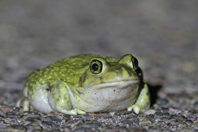 Arizona Bullfrog