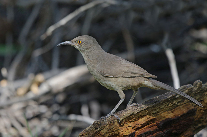 Curve-billed Thrasher