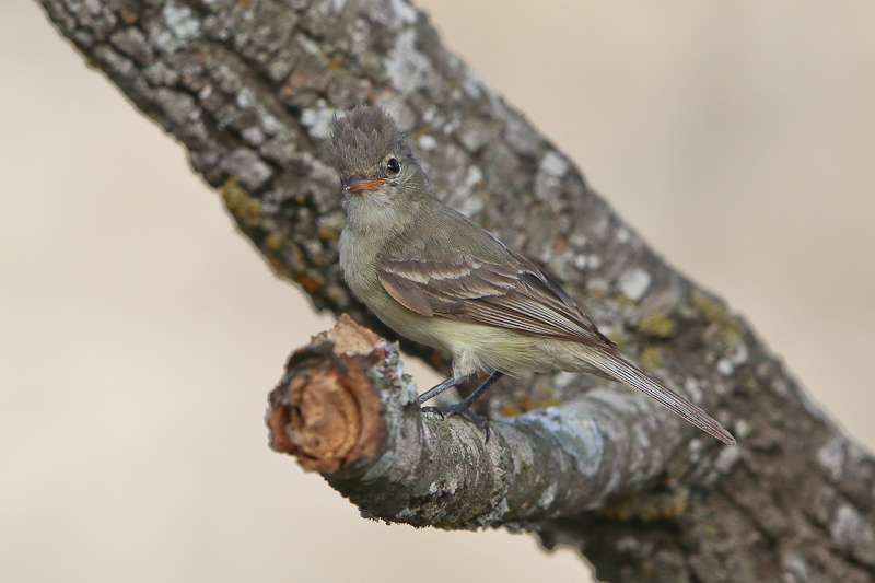 Northern Beardless-Tyrannulet