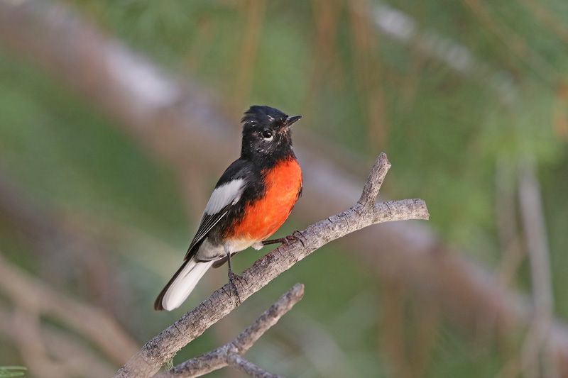 Painted Redstart