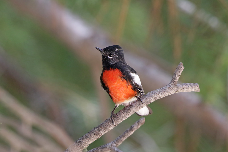 Painted Redstart
