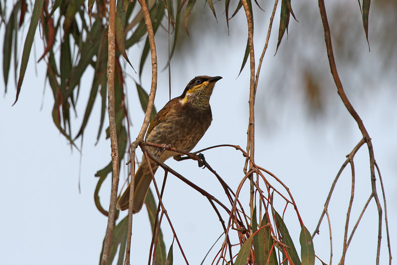 Mangrove Honeyeater