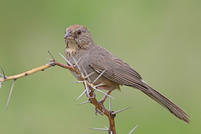 Canyon Towhee