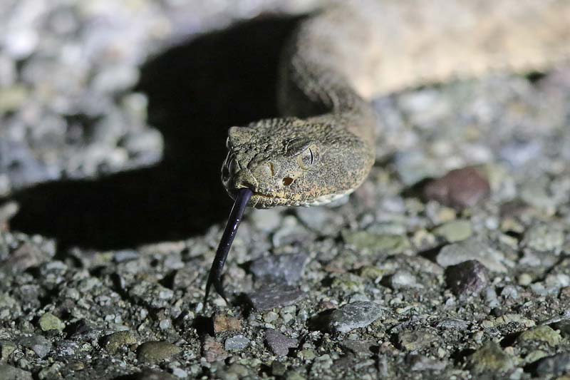 Tiger Rattlesnake