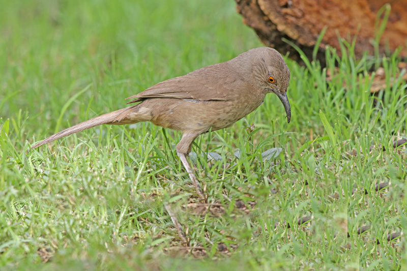 Curve-billed Thrasher