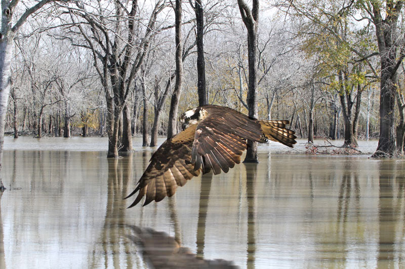Osprey