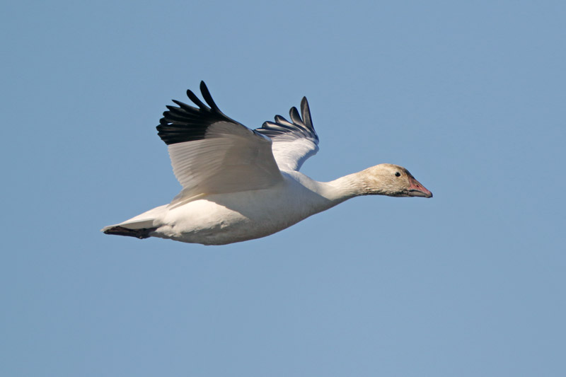 Snow Goose