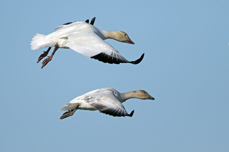 Snow Goose