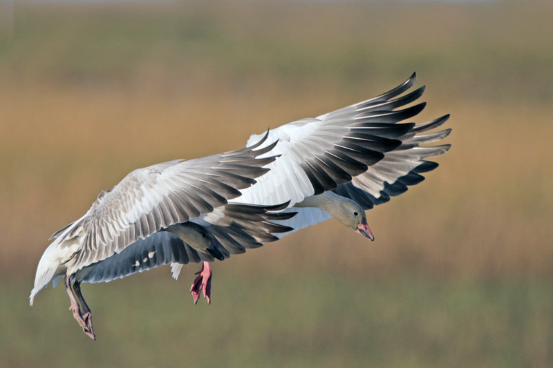 Snow Goose