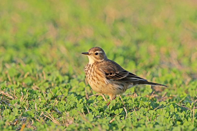 American Pipits