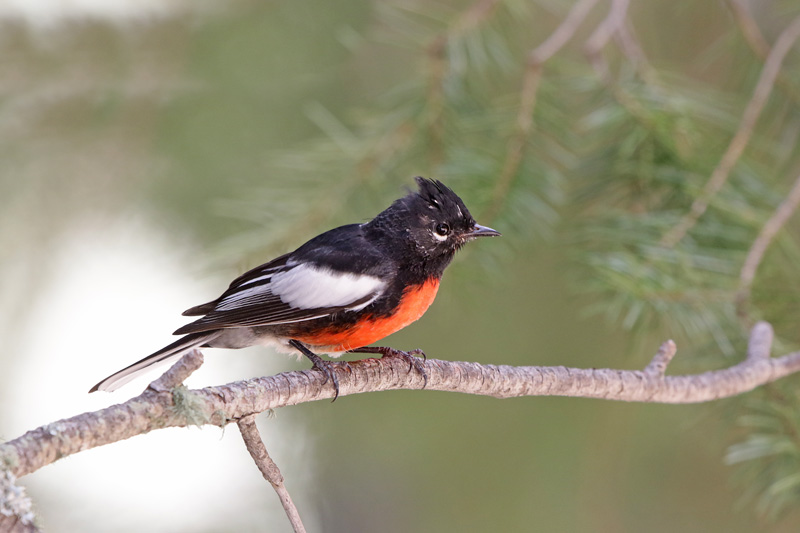 Painted Redstart