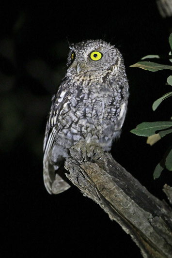 Whiskered Screech-Owl